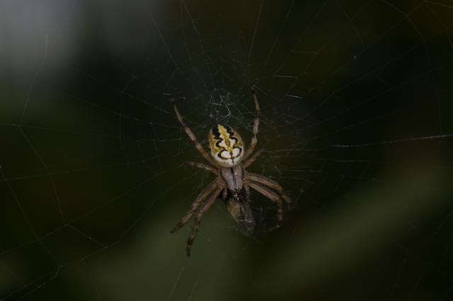 Araneidae vari e Oxyopes sp.